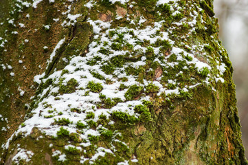 snow on tree