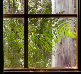 Fern leaf in my window