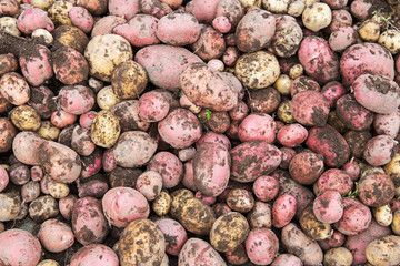 Yellow and Red Potato. Vegetable Background
