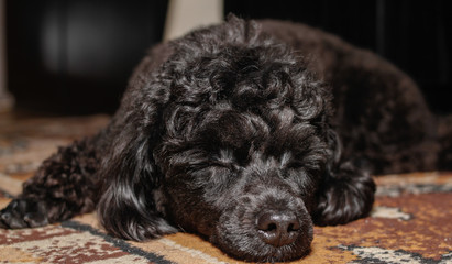 Little black young toy poodle pet on the bed