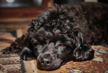 Little black young toy poodle pet on the bed