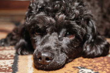Little black young toy poodle pet on the bed