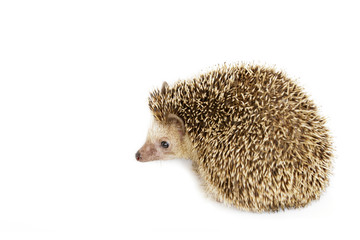 Image of small hedgehog isolated on white background. Wild Animals.