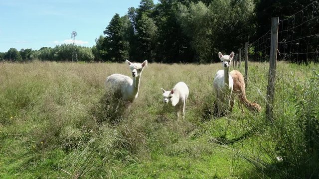 vier Alpakas auf der Wiese beim grasen