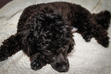 Little black young toy poodle pet on the bed