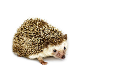 Image of small hedgehog isolated on white background. Wild Animals.