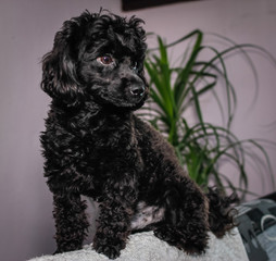 Little black young toy poodle pet on the bed