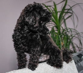 Little black young toy poodle pet on the bed
