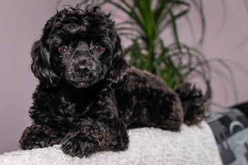 Little black young toy poodle pet on the bed