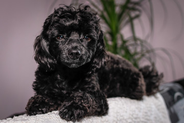 Little black young toy poodle pet on the bed