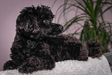 Little black young toy poodle pet on the bed