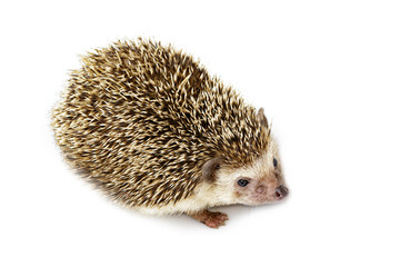 Image of small hedgehog isolated on white background. Wild Animals.