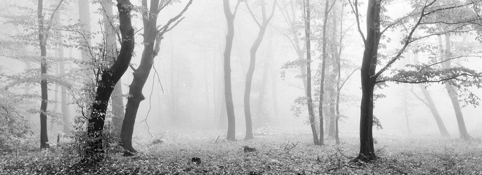 Fototapeta Foggy Forest in Autumn, Black and White Panorama