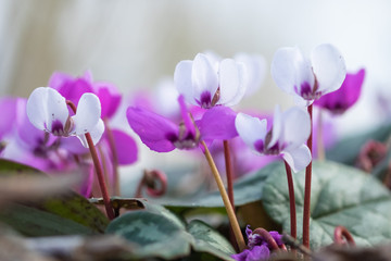 Cylamen coum Vorfrühlings Alpenveilchen