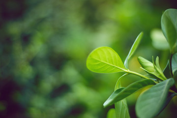 green leaf with herbal concept with nature plant