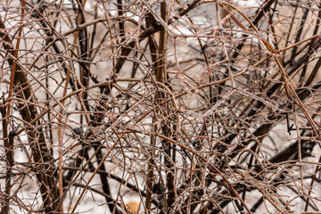 Frozen plants covered in a thick layer of ice after a winter ice storm with freezing rain