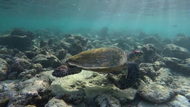 eine Schildkröte schwimmt in einem Korallenriff