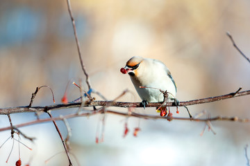 birds waxwing on the branches eat mountain ash