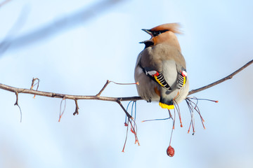 birds waxwing on the branches eat mountain ash