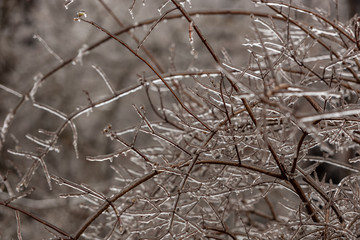 Frozen plants covered in a thick layer of ice after a winter ice storm with freezing rain