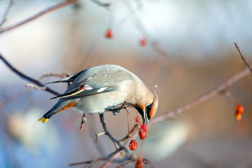 birds waxwing on the branches eat mountain ash