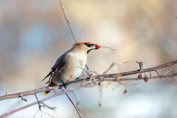 birds waxwing on the branches eat mountain ash