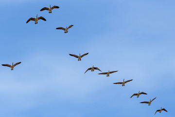 Canada Geese in flight