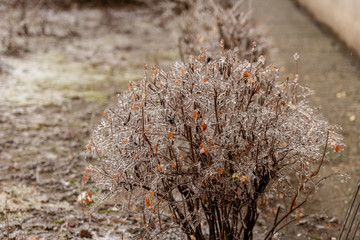 Frozen plants covered in a thick layer of ice after a winter ice storm with freezing rain