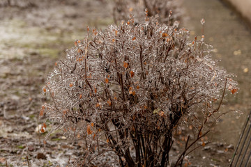 Frozen plants covered in a thick layer of ice after a winter ice storm with freezing rain