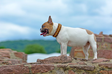 Red and white female pied French Bulldog dog with paracord collar standing on old ruins wall...