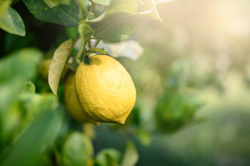 Ripe Lemons or Growing Lemon, Bunch of fresh lemon on a lemon tree branch in sunny garden.