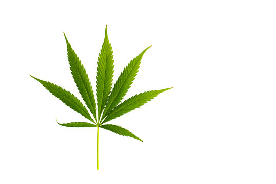 Marijuana leaf isolated on white