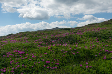 Summer in the mountains, flowering of the Carpathian flowers on the ridges.