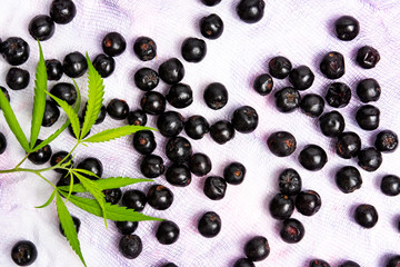 Marijuana plant with aronia chokeberry fruits