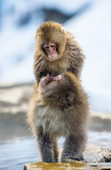 Fototapeta premium Krycie makaków japońskich. Naturalne gorące źródła w sezonie zimowym. Makak japoński (nazwa naukowa: Macaca fuscata), znany również jako małpa śnieżna.