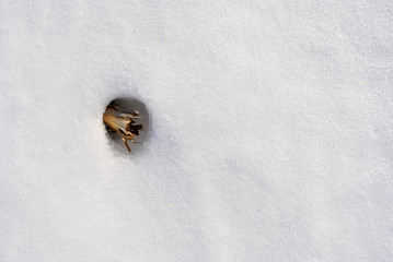Dry cut reed stem on white snow background, top view