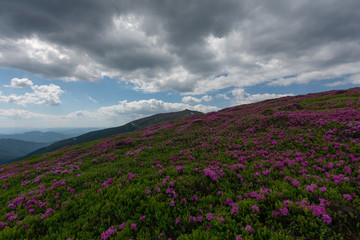 Naklejka na ściany i meble Summer in the mountains, flowering of the Carpathian flowers on the ridges.