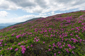Fototapeta premium Summer in the mountains, flowering of the Carpathian flowers on the ridges.