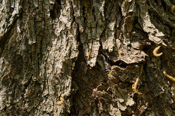 surface texture of the bark of a large old tree