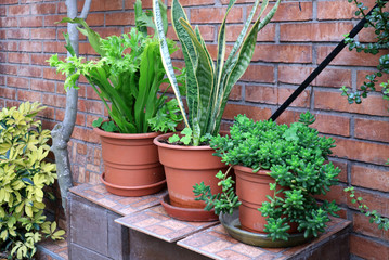 Vibrant green air-purifying houseplants in front of terracotta brick wall 