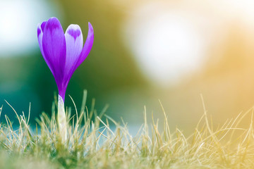 Close-up of marvelous amazing first spring flower bright violet crocus blooming outdoors in dry grass on blurred colorful green and golden sunny copy space background.