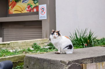 Stray cat (homeless, outdoor)