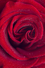 red rose red macro in drops of dew