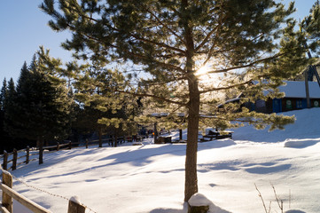 Winter adventures. Winter sun. Carpathians. Ukraine.