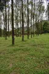 Rubber plantation with rubber trees in Thailand, Asia