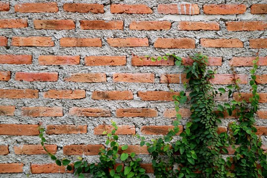 Cement Brick Wall of an Aging Building with Growing Green Plants © jobi_pro