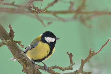 Bird tomtit feeding sunflower on the ground snow in winter Close up fodder rack with sunflowers millet 