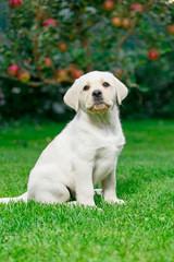 Labrador puppies of black and white in the summer are played on the lawn
