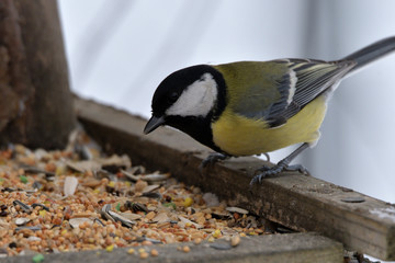 grain seeds for feeding tomtit birds in winter snow