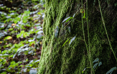 Baumstamm mit Moos im Wald